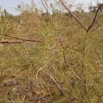 Tamarix amplexicaulis Yaprak