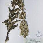 Isodon ternifolius Otro