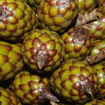 Raphia hookeri Fruto