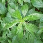 Parietaria officinalis Blad