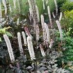 Actaea simplex Fleur