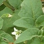 Solanum villosum Frunză