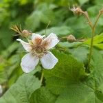 Rubus parviflorus 花