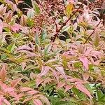 Nandina domesticaपत्ता