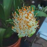 Haemanthus albiflos Lorea