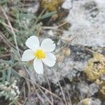 Helianthemum apenninumBlomst