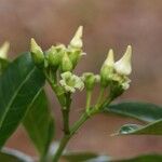 Voacanga africana Blomma