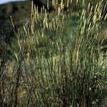 Agropyron desertorum Habit