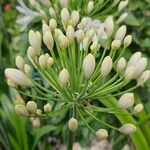 Agapanthus africanus Flower