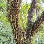 Microgramma vacciniifolia 葉