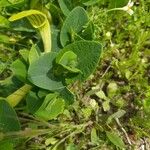 Aristolochia fontanesii Likasa