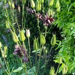 Aquilegia atrata Flower