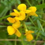 Hippocrepis scorpioides Çiçek