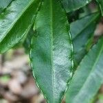Ardisia crenata Foglia