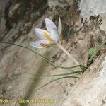 Crocus cambessedesii Other