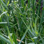 Galium elongatum Flower