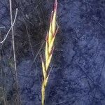 Helictochloa bromoides Flower