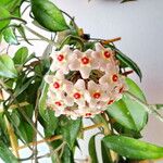 Hoya carnosa Квітка