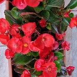 Begonia cucullata Floro
