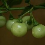 Solanum leucocarpon Фрукт