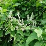 Fallopia baldschuanicaFlower