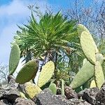 Sonchus canariensis Blatt