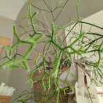 Rhipsalis cereuscula Hoja