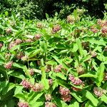 Asclepias syriaca 整株植物