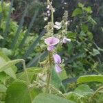 Neustanthus phaseoloides फूल