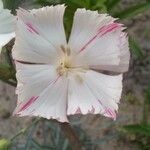 Dianthus arrostoi Blüte