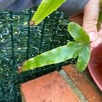 Phlebodium aureum Leaf