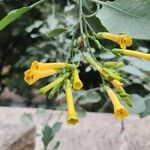 Nicotiana glauca Flower