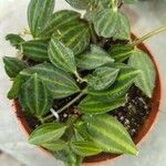 Peperomia quadrangularis Tervik taim