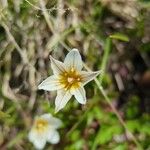 Gagea serotina Flower