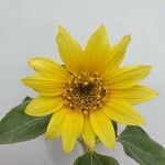 Helianthus occidentalis ফুল