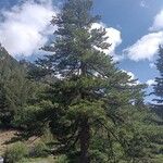 Pinus peuce Листок