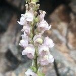 Linaria nivea Žiedas