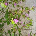 Cuphea racemosa Λουλούδι
