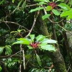Daphniphyllum macropodum List