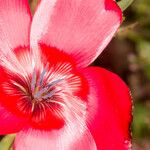 Linum grandiflorum Λουλούδι