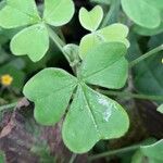 Oxalis spiralis Leaf