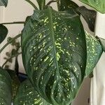 Dieffenbachia seguine Лист