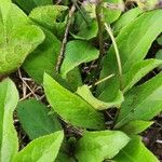 Cyphia glandulifera Yaprak