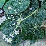 Begonia gehrtii Blüte