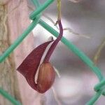 Aristolochia maxima Blüte