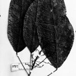 Rhodothyrsus macrophyllus Levél