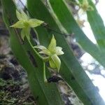 Angraecum obversifolium Blomst