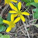 Verbesina alternifolia Kukka