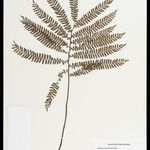 Adiantum terminatum Folha