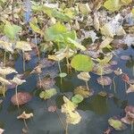 Nelumbo nucifera 葉